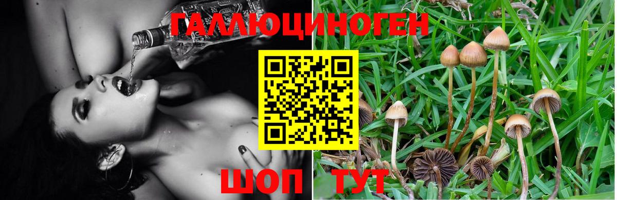 Псилоцибиновые грибы Cubensis  Благодарный  Галлюциногенные грибы мицелий 